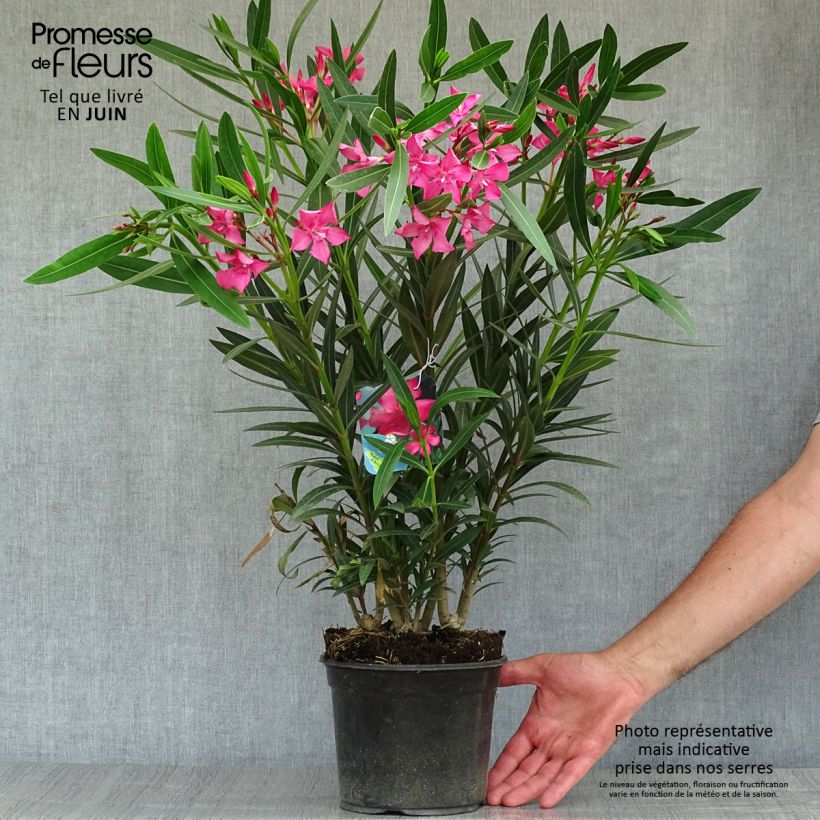 Spécimen de Laurier rose Italia - Nerium oleander Pot de 3L/4L, Touffe tel que livré en été
