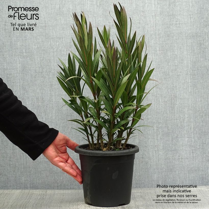 Spécimen de Laurier rose Italia - Nerium oleander en pot de 3/4L tel que livré au printemps
