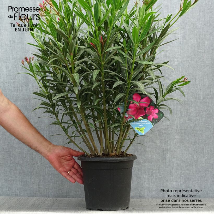 Spécimen de Laurier rose Italia - Nerium oleander Pot de 7,5L/10L tel que livré en été