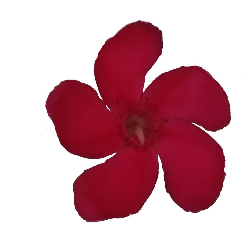 Laurier rose Jannoch - Nerium oleander (Floraison)