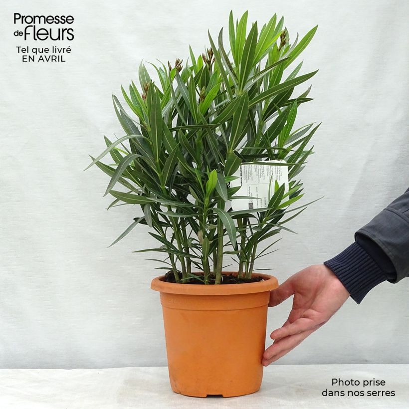 Spécimen de Laurier rose Jannoch - Nerium oleander Pot de 3L/4L tel que livré au printemps