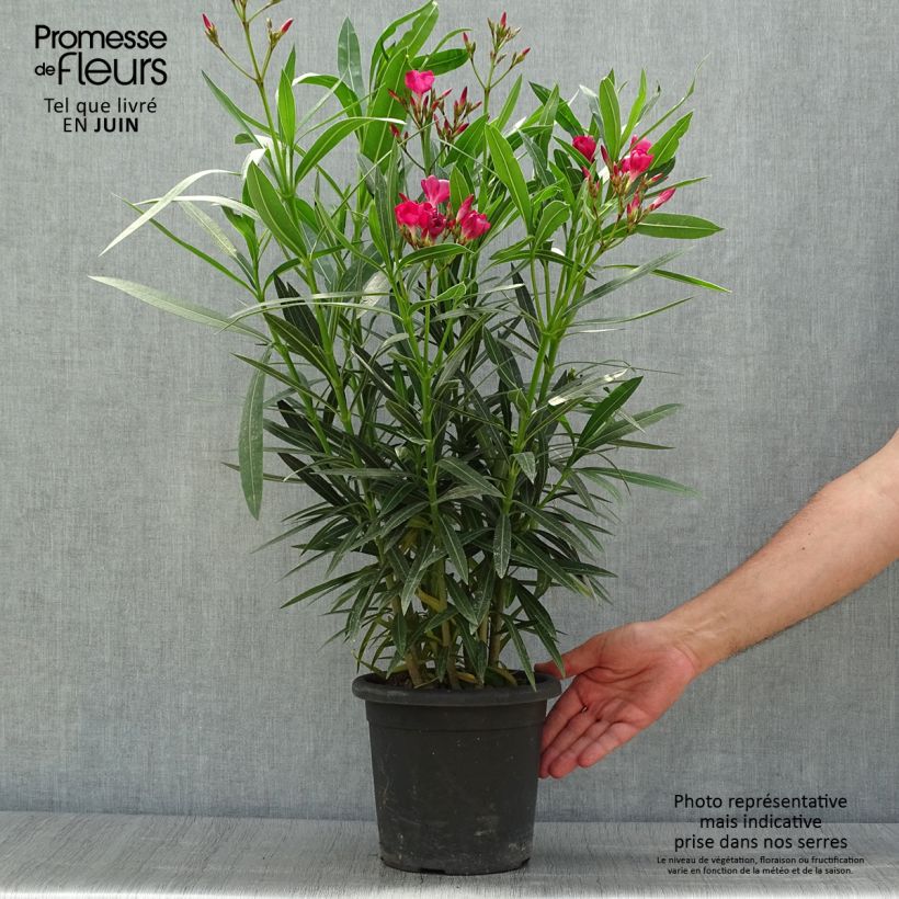 Spécimen de Laurier rose Jannoch - Nerium oleander Pot de 3L/4L, Touffe tel que livré en été
