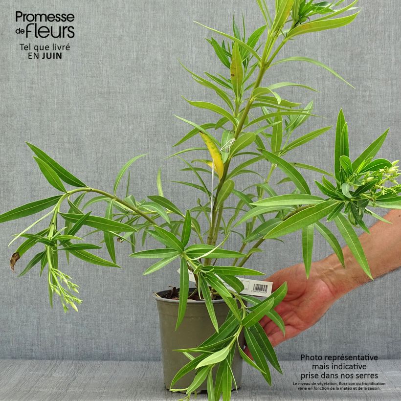 Spécimen de Laurier rose Jaune simple - Nerium oleander tel que livré en ete