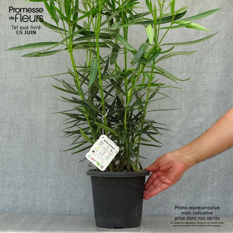 Spécimen de Laurier rose Luteum Plenum - Nerium oleander Pot de 3L/4L, Touffe tel que livré en été