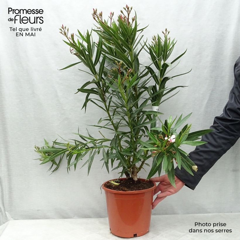 Spécimen de Laurier rose - Nerium oleander Rose pot de 7L tel que livré au printemps