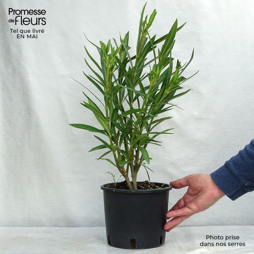 Spécimen de Laurier rose - Nerium oleander Blanc en pot de 2/3 litres tel que livré au printemps