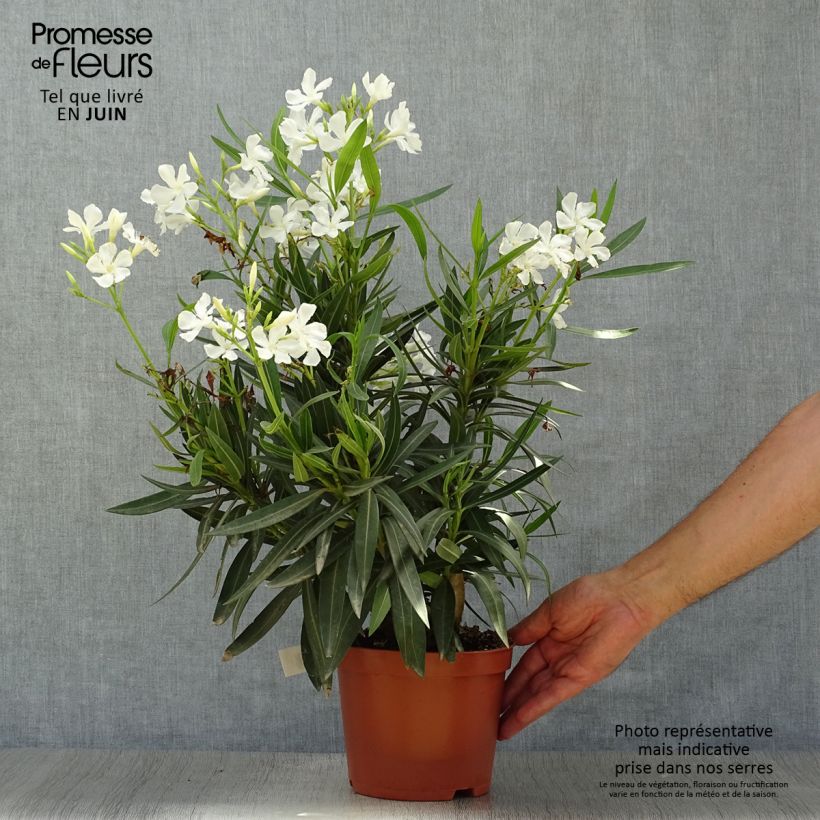 Spécimen de Laurier rose - Nerium oleander Blanc Pot de 2L/3L, Touffe tel que livré en été