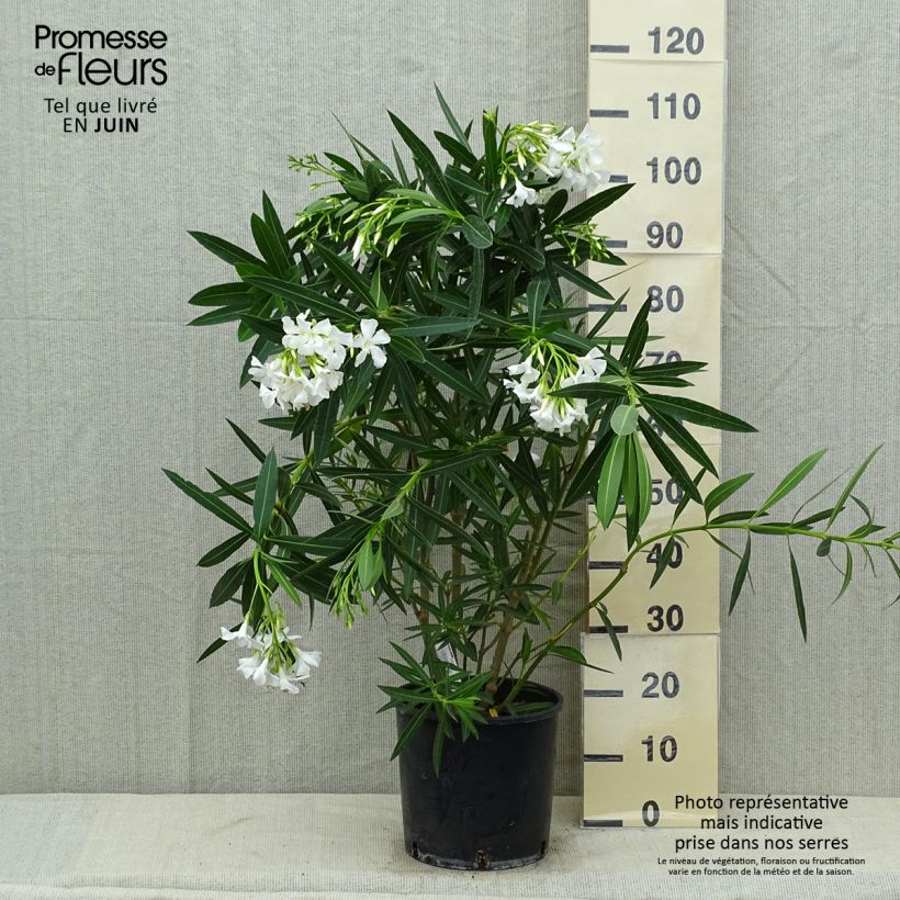 Spécimen de Laurier rose - Nerium oleander Blanc Pot de 6L/7L tel que livré en été