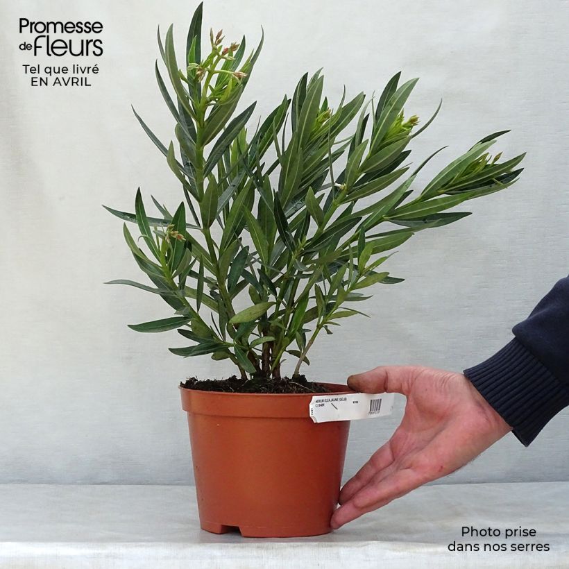 Spécimen de Laurier rose - Nerium oleander Jaune Pot de 2L/3L tel que livré au printemps