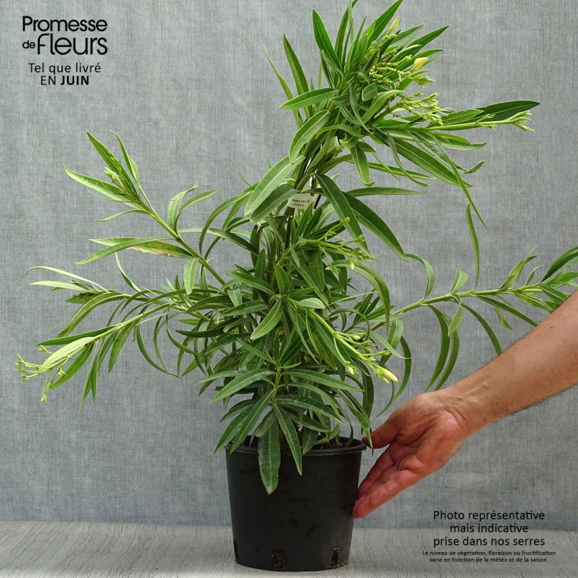Spécimen de Laurier rose - Nerium oleander Jaune Pot de 2L/3L, Touffe tel que livré en été