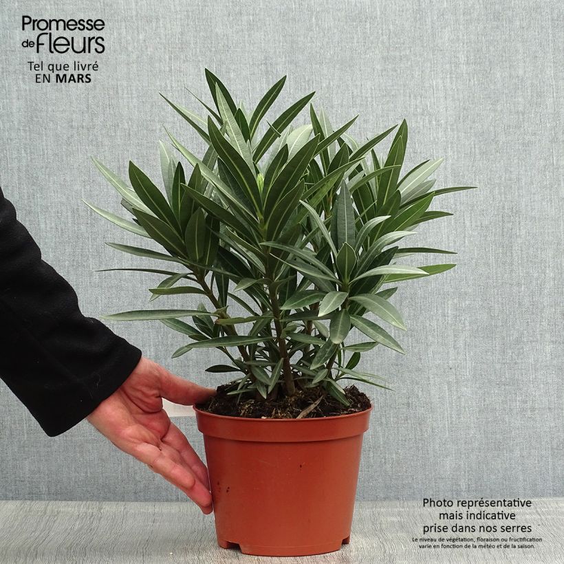 Spécimen de Laurier rose - Nerium oleander Rouge Double Pot de 2L/3L tel que livré au printemps