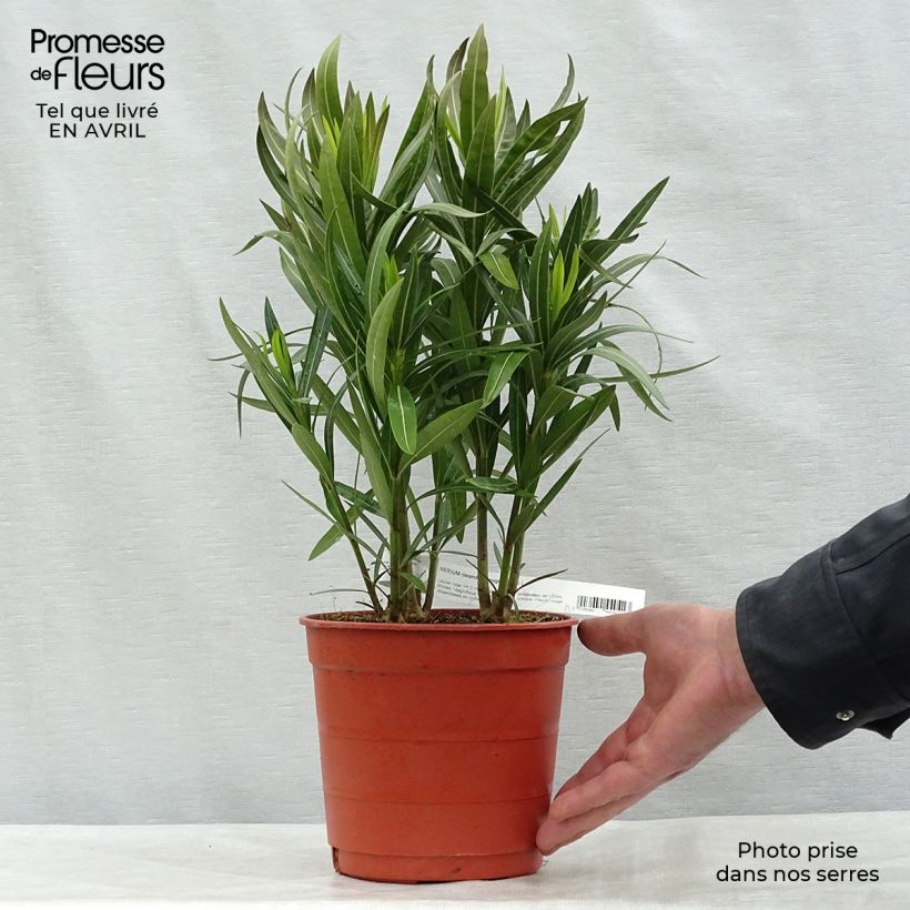 Spécimen de Laurier rose - Nerium oleander Rouge Simple en pot de 2/3L tel que livré au printemps
