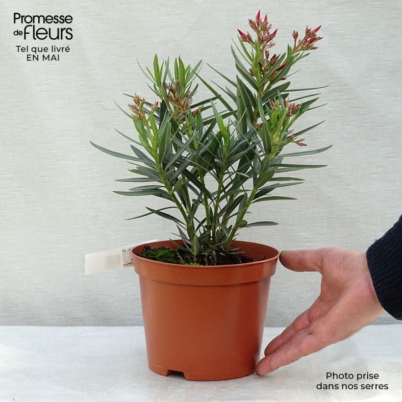 Spécimen de Laurier rose - Nerium oleander Saumon Pot de 2L/3L tel que livré au printemps