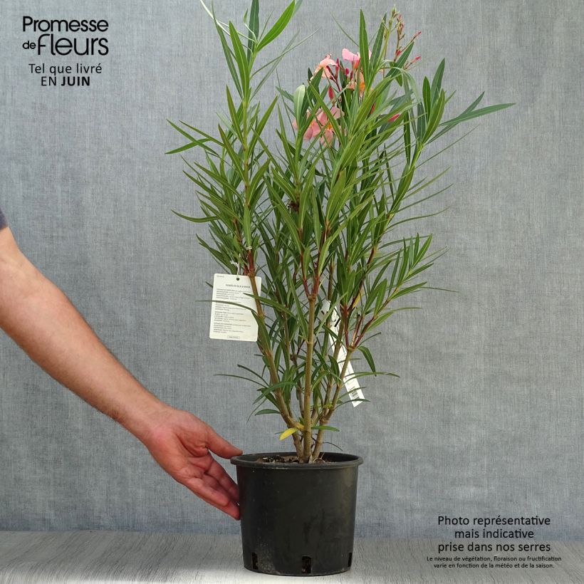 Spécimen de Laurier rose - Nerium oleander Saumon Pot de 2L/3L, Touffe tel que livré en été