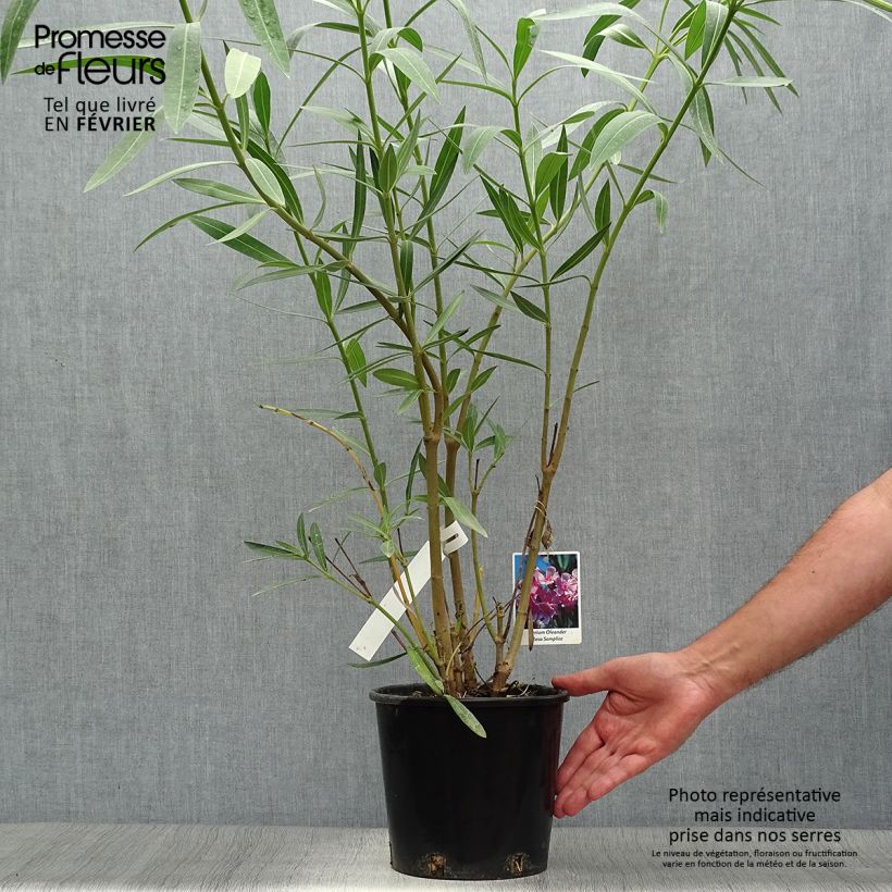 Spécimen de Laurier rose - Nerium oleander Rose Pot de 2L/3L tel que livré en automne