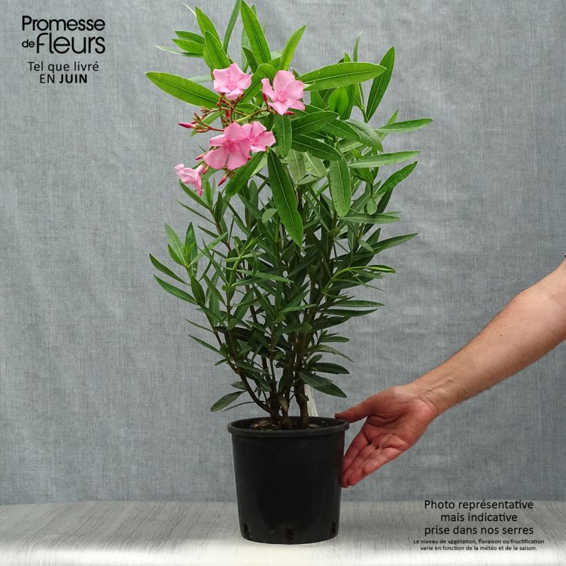 Spécimen de Laurier rose - Nerium oleander Rose Pot de 2L/3L tel que livré en été