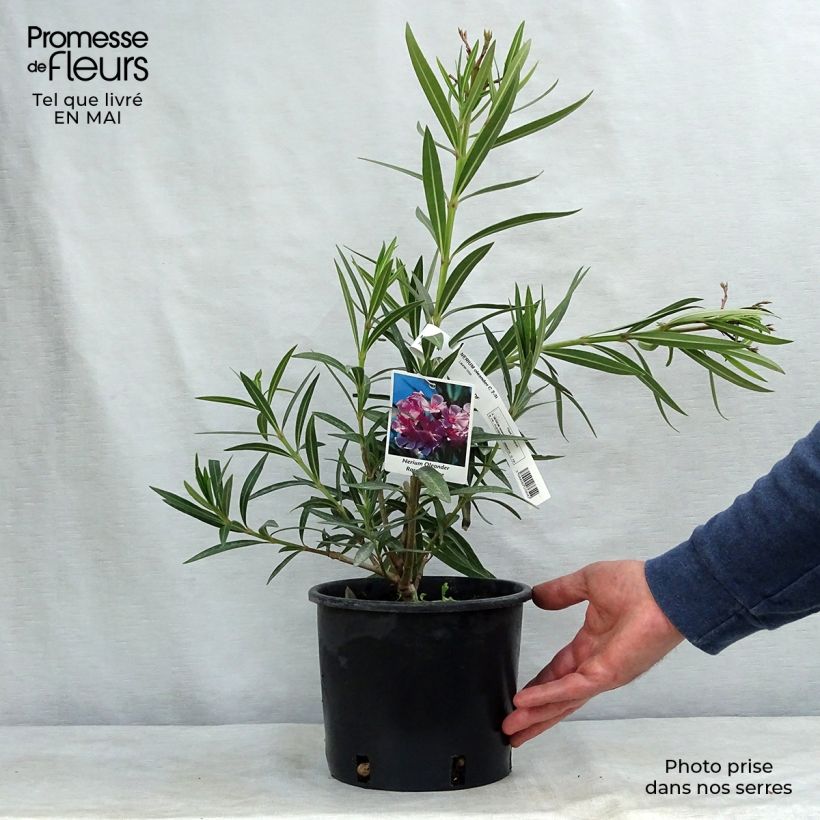 Spécimen de Laurier rose - Nerium oleander Rose pot de 3L tel que livré au printemps