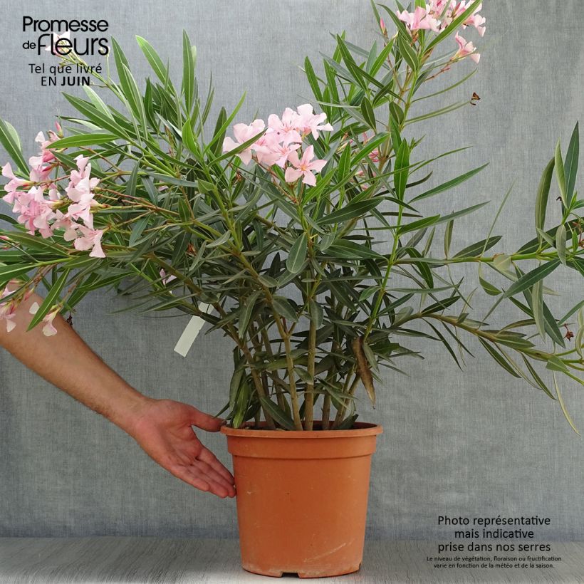 Spécimen de Laurier rose - Nerium oleander Rose Pot de 6L/7L tel que livré en été