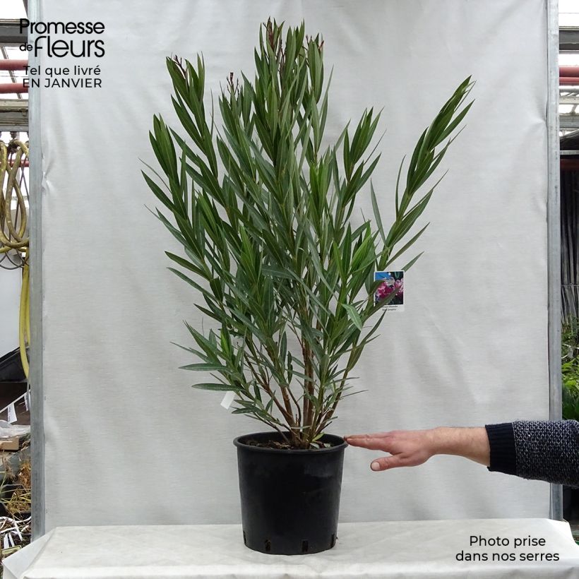 Spécimen de Laurier rose - Nerium oleander tel que livré en hiver