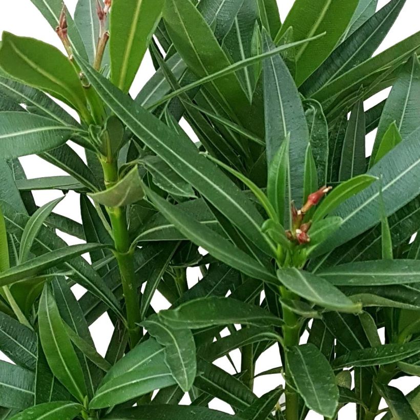 Laurier rose Papa Gambetta - Nerium oleander (Feuillage)