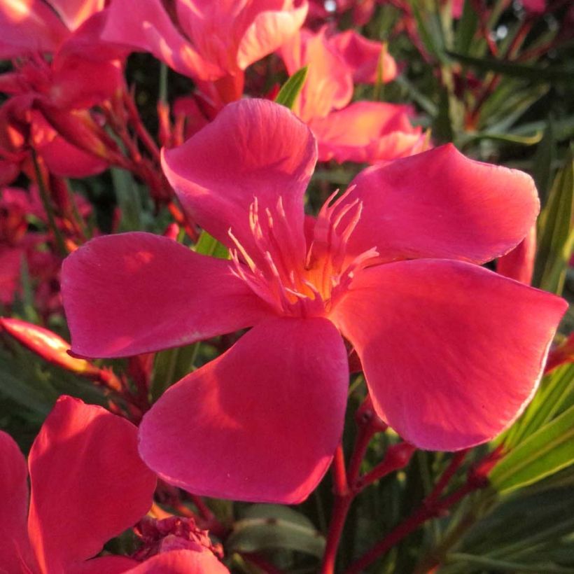 Laurier rose Papa Gambetta - Nerium oleander (Floraison)