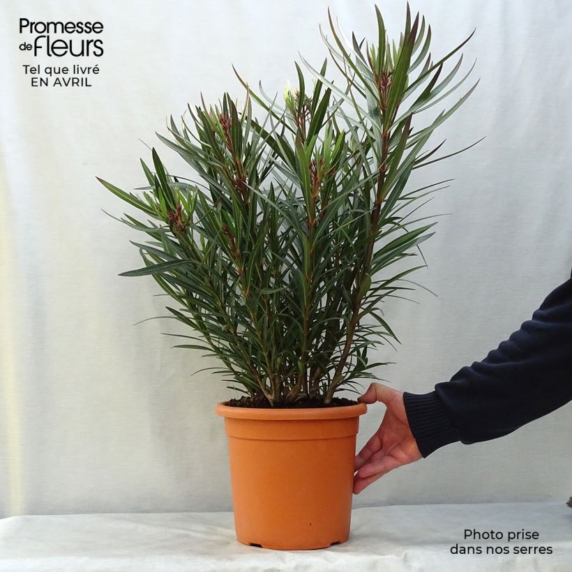 Spécimen de Laurier rose Papa Gambetta - Nerium oleander en pot de 2L/3L tel que livré au printemps