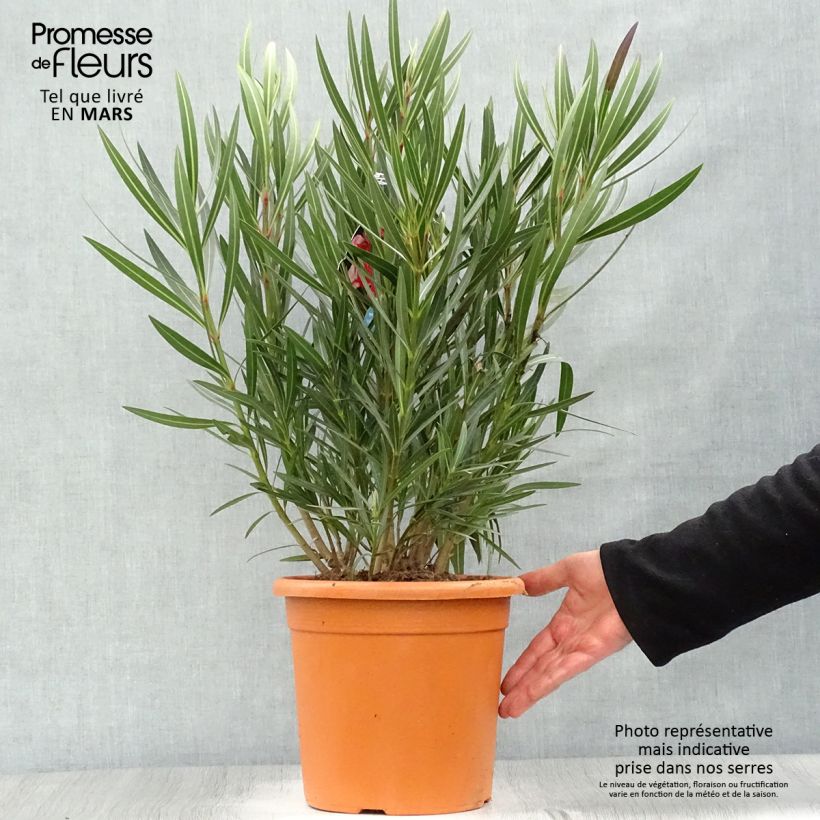 Spécimen de Laurier rose Papa Gambetta - Nerium oleander en pot de 4l/5l tel que livré au printemps