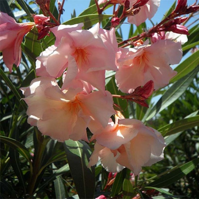 Laurier rose Provence - Nerium oleander (Floraison)