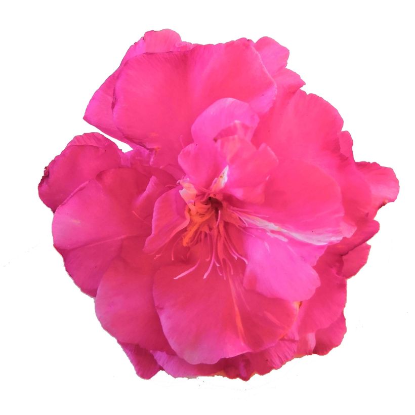 Laurier rose double Roseum Plenum - Nerium oleander (Floraison)