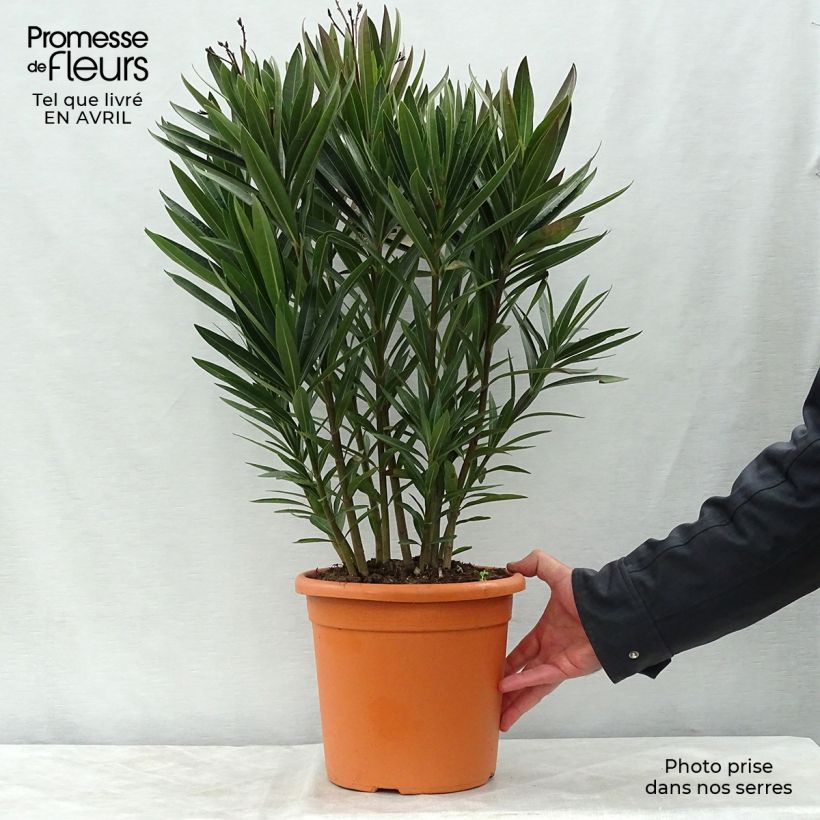 Spécimen de Laurier rose double Roseum Plenum - Nerium oleander en pot de 7,5L/10L tel que livré au printemps