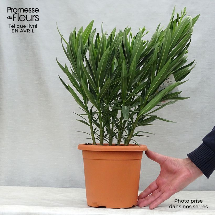 Spécimen de Laurier rose Soeur Agnes - Nerium oleander Pot de 3L/4L tel que livré au printemps