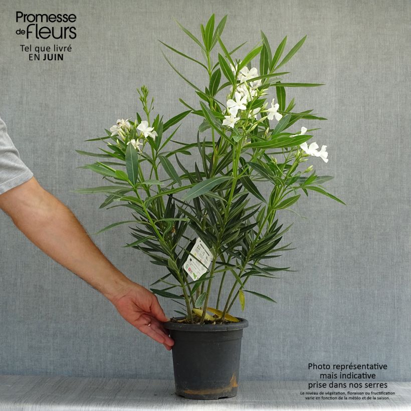 Spécimen de Laurier rose Soeur Agnes - Nerium oleander Pot de 3L/4L, Touffe tel que livré en été