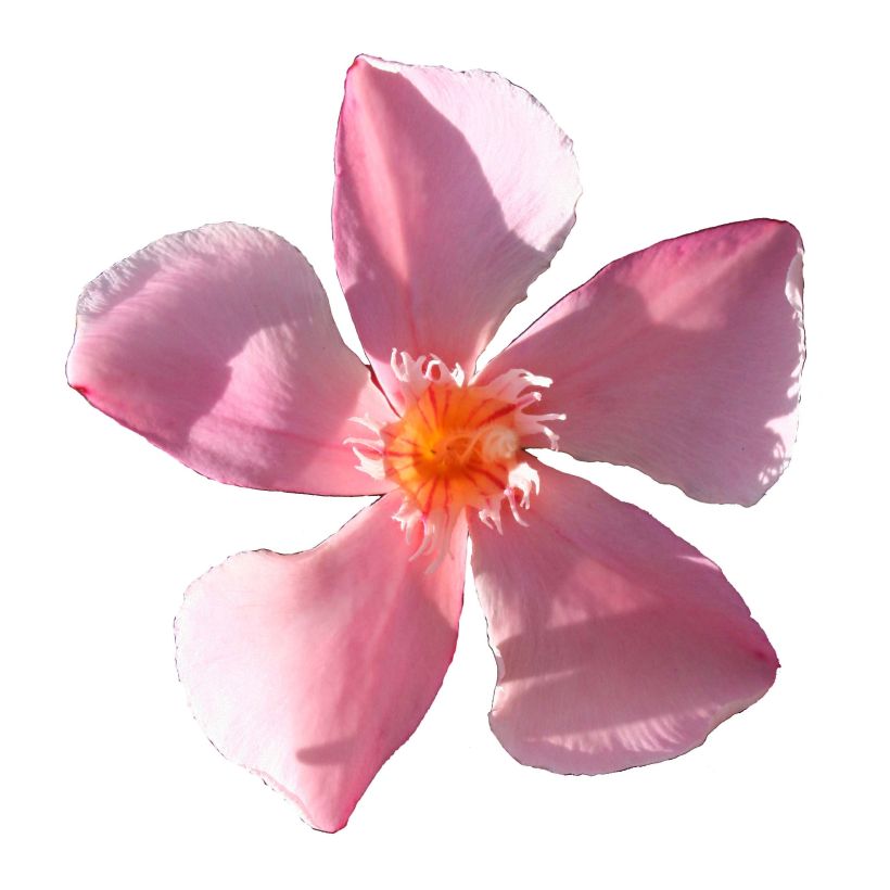 Laurier rose Soleil Levant - Nerium oleander (Floraison)