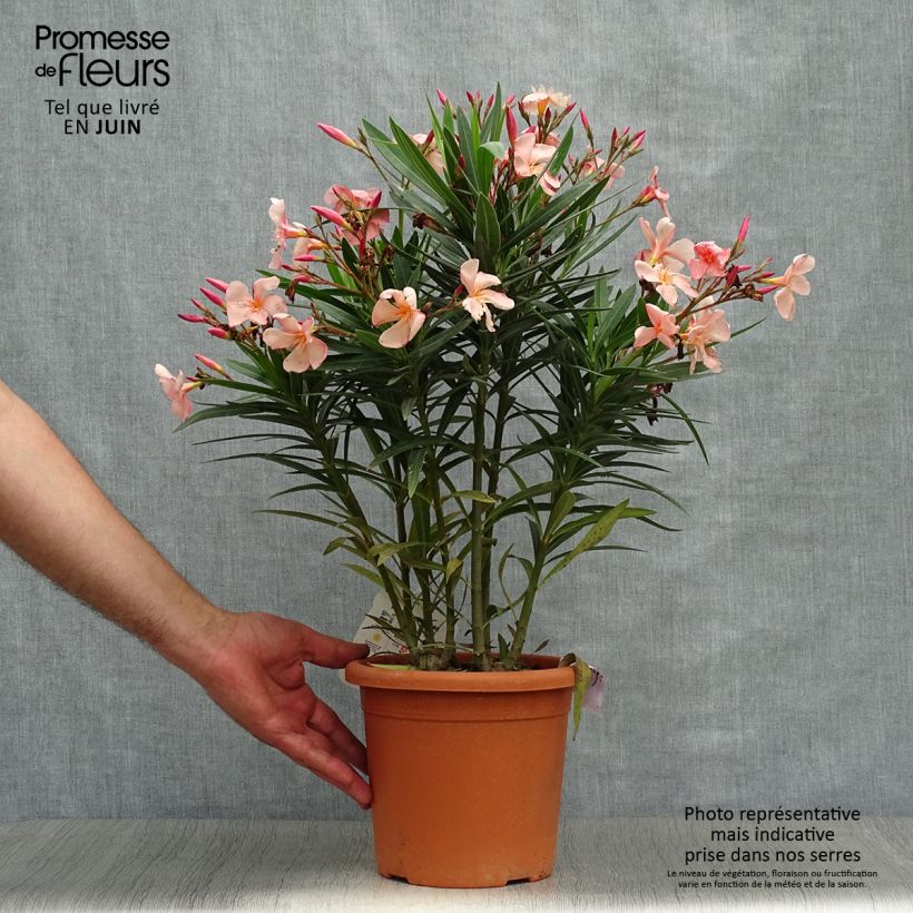 Spécimen de Laurier rose Soleil Levant - Nerium oleander Pot de 3L/4L, Touffe tel que livré en été