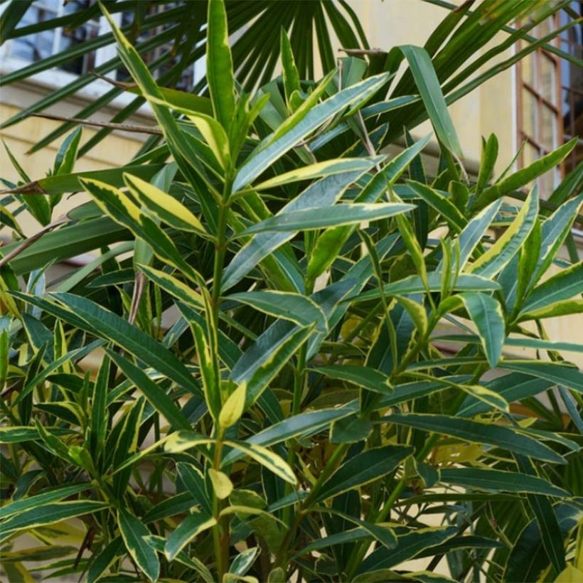 Laurier rose Variegata - Nerium oleander (Feuillage)