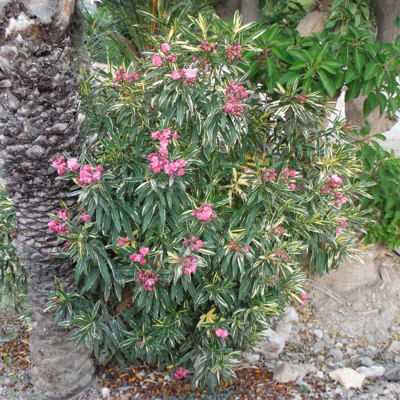 Laurier rose Variegata - Nerium oleander (Port)