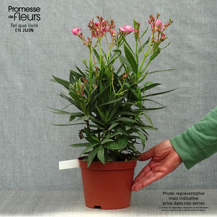Spécimen de Laurier rose double Roseum Plenum - Nerium oleander Pot de 2L/3L, Touffe 3/4 branches tel que livré en été