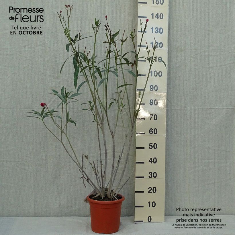 Spécimen de Laurier rose double Roseum Plenum - Nerium oleander Pot de 7,5L/10L tel que livré en automne