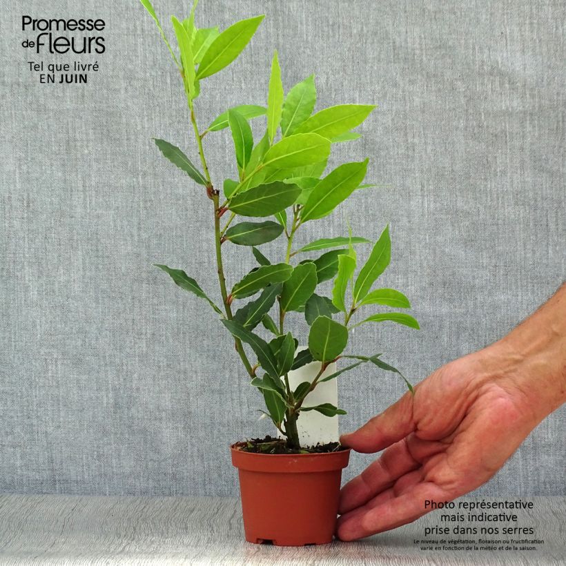 Spécimen de Laurier sauce - Laurus nobilis  Pot de 10 cm/11cm tel que livré en été