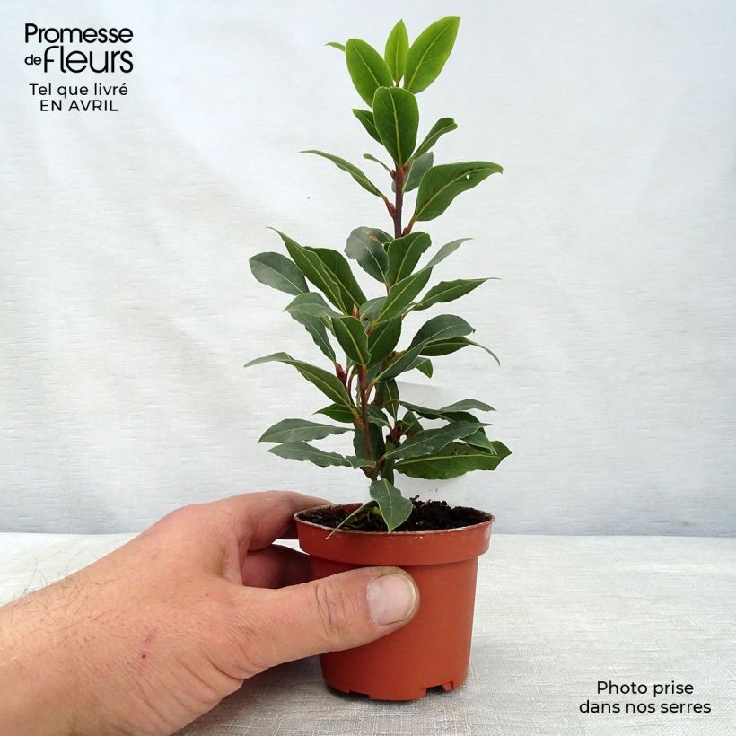 Spécimen de Laurier sauce - Laurus nobilis en godet tel que livré au printemps