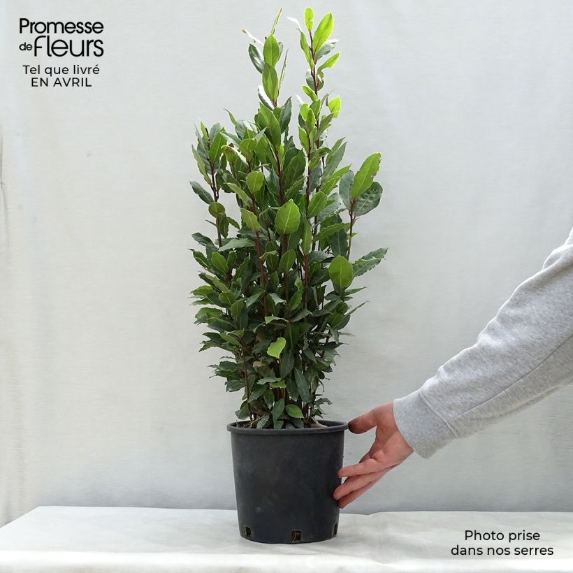 Spécimen de Laurier sauce - Laurus nobilis  Pot de 2L/3LHauteur livrée env. 30/40cm tel que livré au printemps