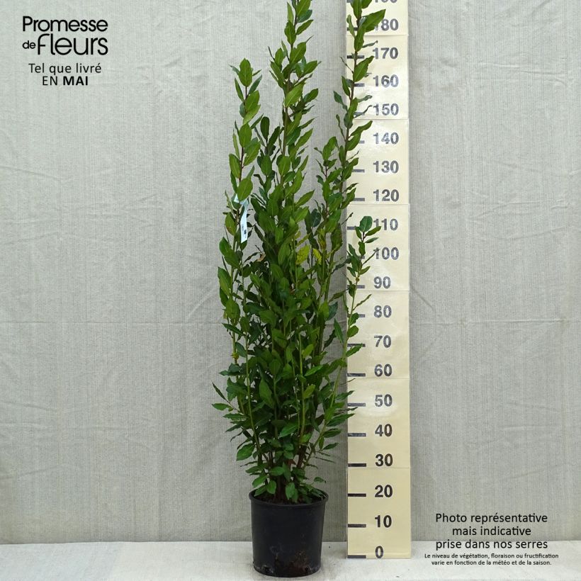 Spécimen de Laurier sauce - Laurus nobilis  Pot de 7,5L/10LHauteur livrée env. 100/125cm tel que livré au printemps