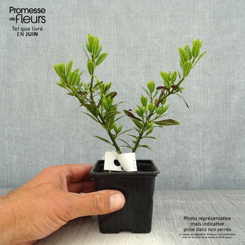 Spécimen de Laurier sauce Little Laura - Laurus nobilis - Godet de 8/9 cm tel que livré au printemps