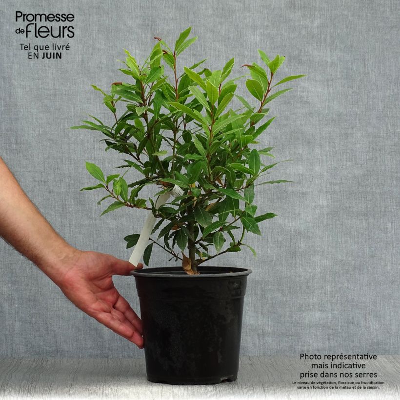 Spécimen de Laurus nobilis Little Ragu - Laurier-Sauce Pot de 4L/5L tel que livré en été