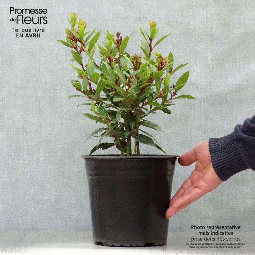Spécimen de Laurus nobilis Little Ragu - Laurier-Sauce Pot de 4L/5L tel que livré au printemps