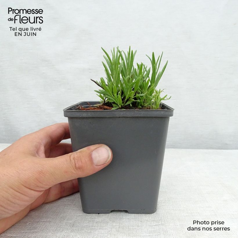 Spécimen de Lavande Arctic Snow - Lavandula angustifolia Godet de 8/9 cm tel que livré en été