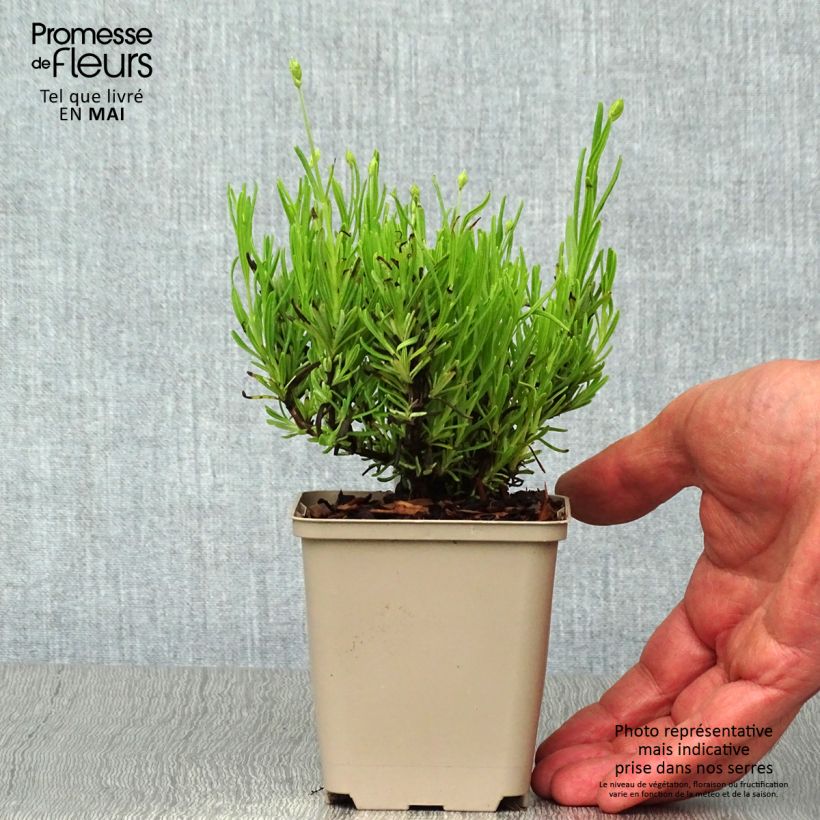 Spécimen de Lavande Arctic Snow - Lavandula angustifolia Godet de 9cm tel que livré au printemps