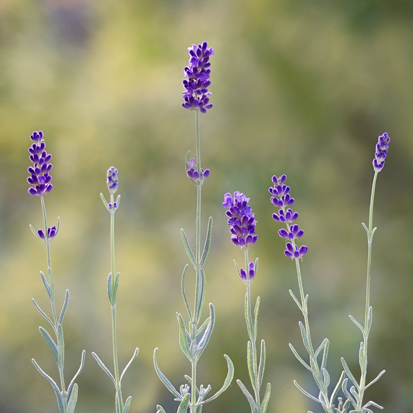 Graines de Lavande Hidcote (Floraison)