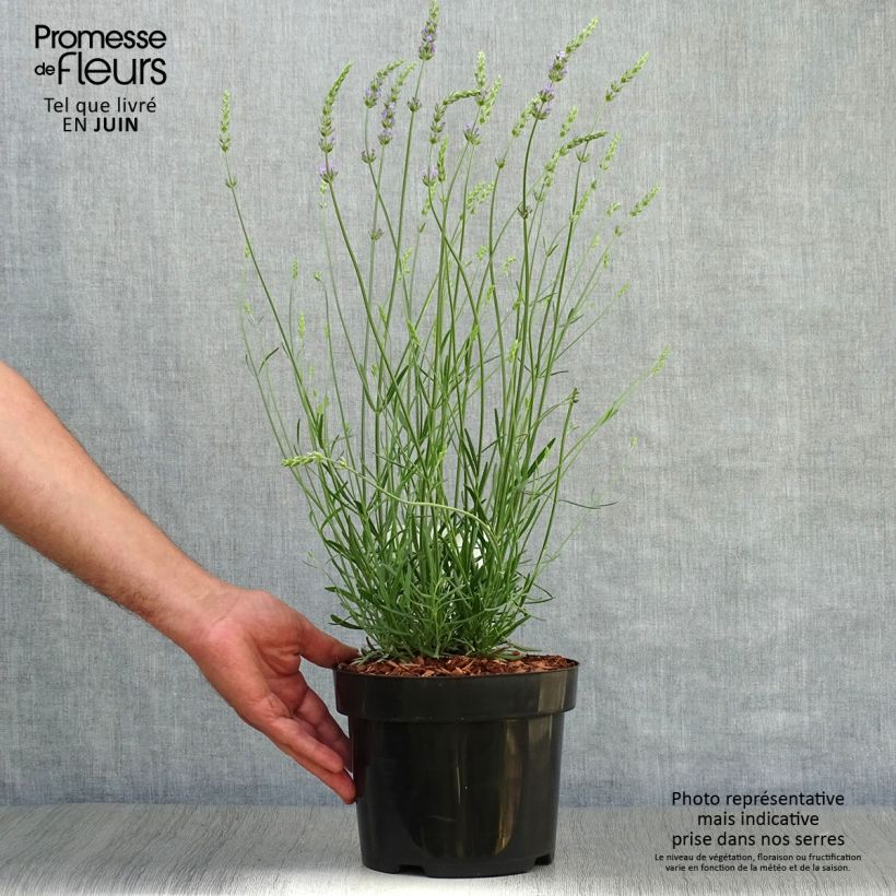Spécimen de Lavande intermedia Phenomenal (Niko) - Lavandin Pot de 2L/3L tel que livré en été