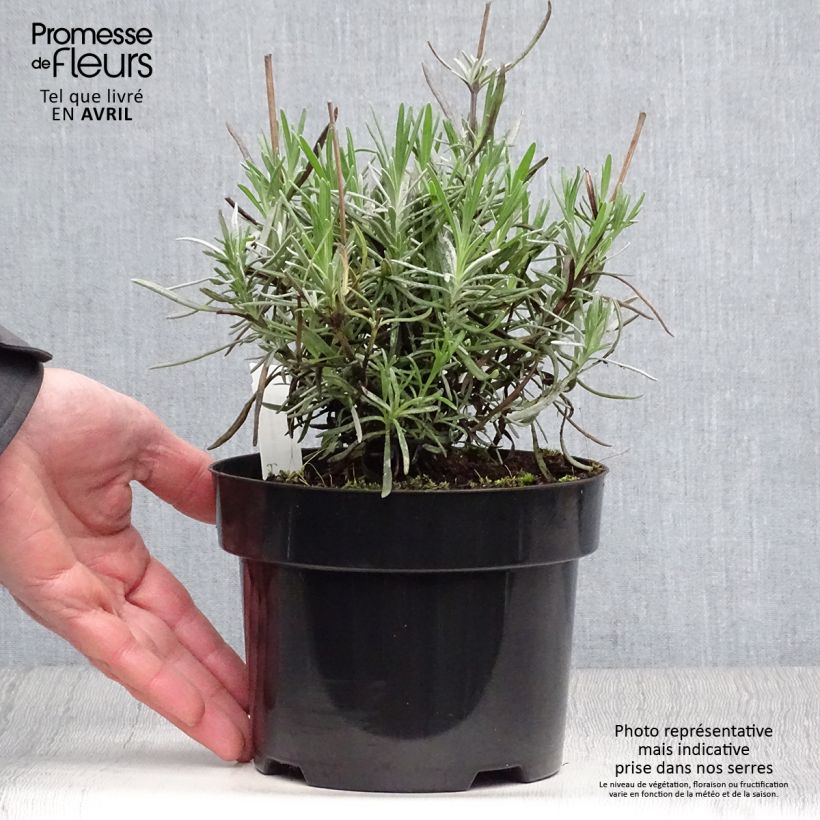 Spécimen de Lavande intermedia Phenomenal (Niko) - Lavandin Pot de 2L/3L tel que livré au printemps
